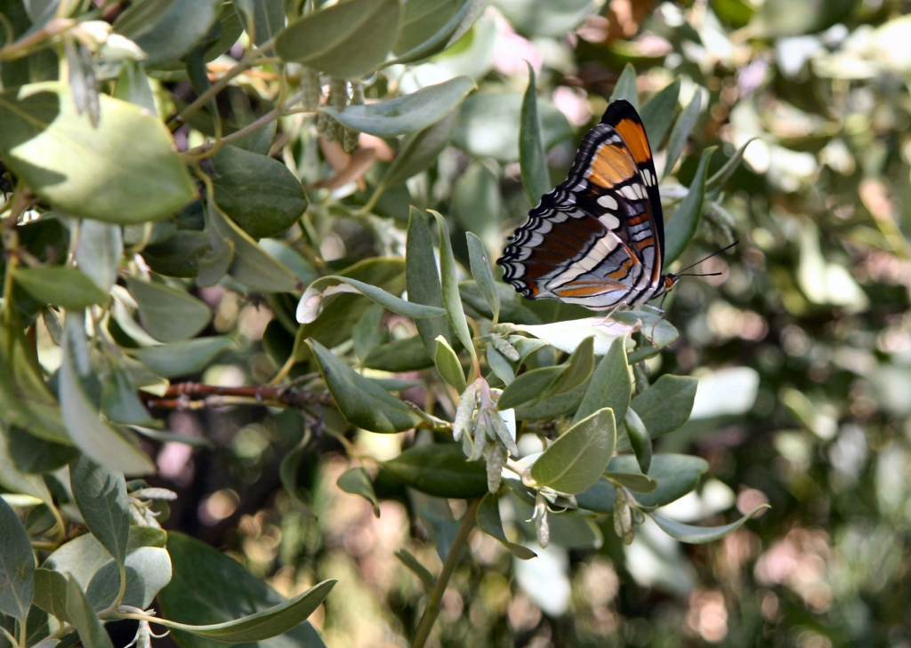 03 - Valley of fire (0).JPG